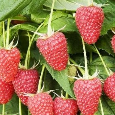 maline